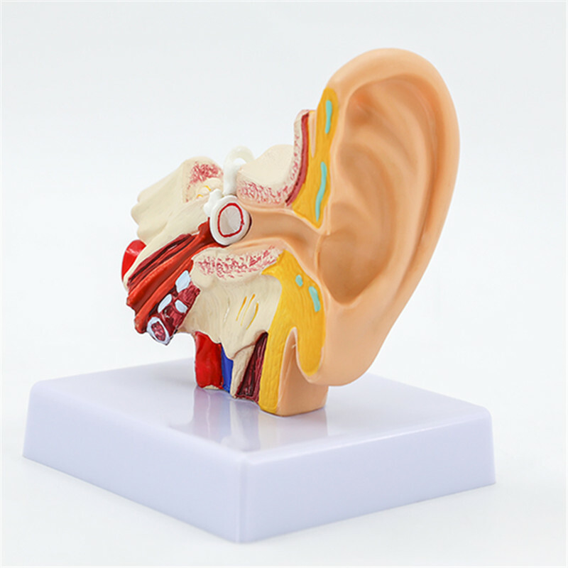 1.5 Times Life Size Human Ear Anatomy Model Organ Medical Teaching Supplies