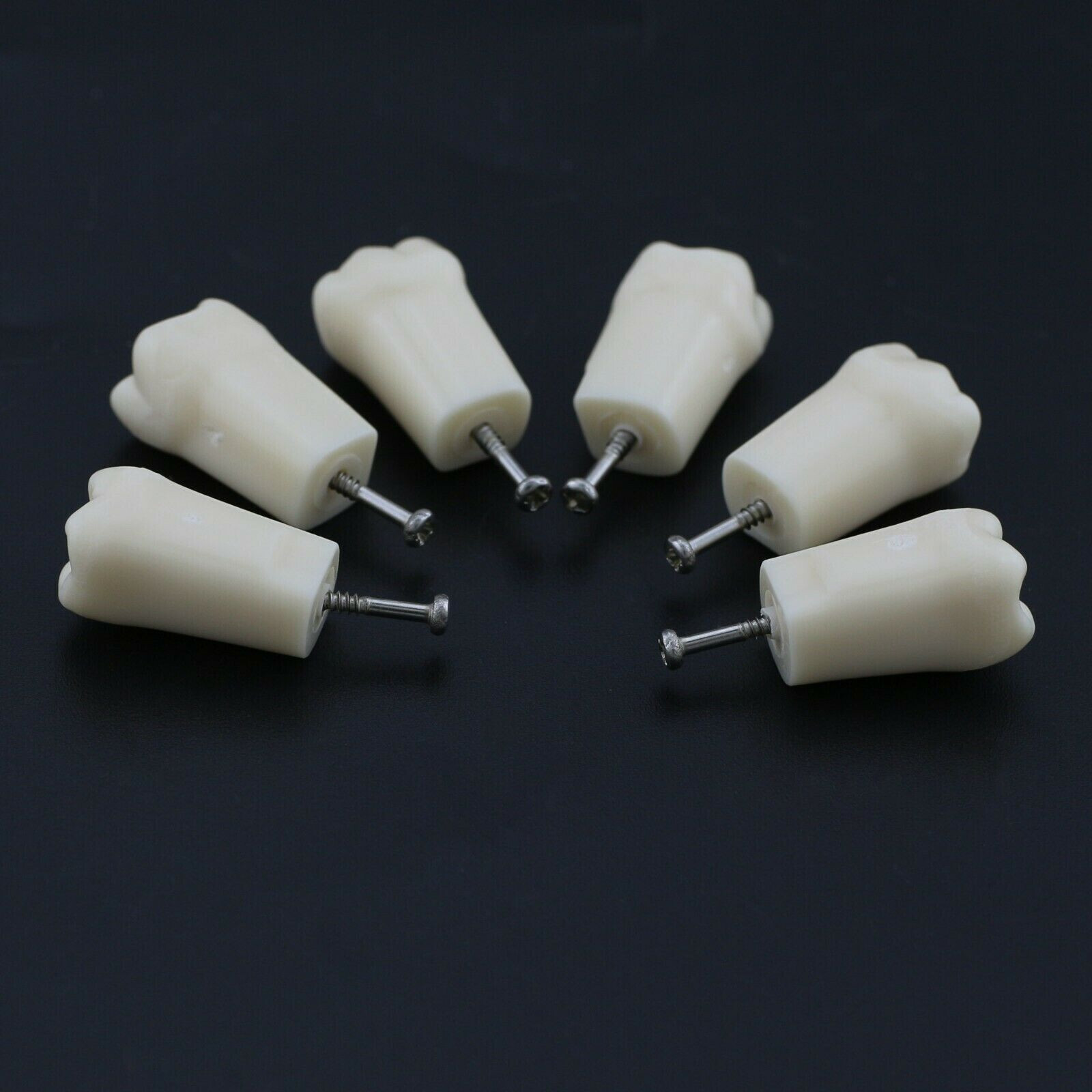 2 Set Dental Removable Screw-in Typodont Grain Teeth 28Pcs+32Pcs Tool Instrument