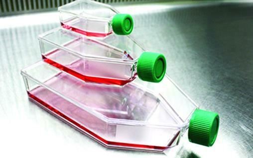 SPL Cell Culture Flask 75 cm2 (T75) Filter Cap, Treated, Sterile, 100/Case