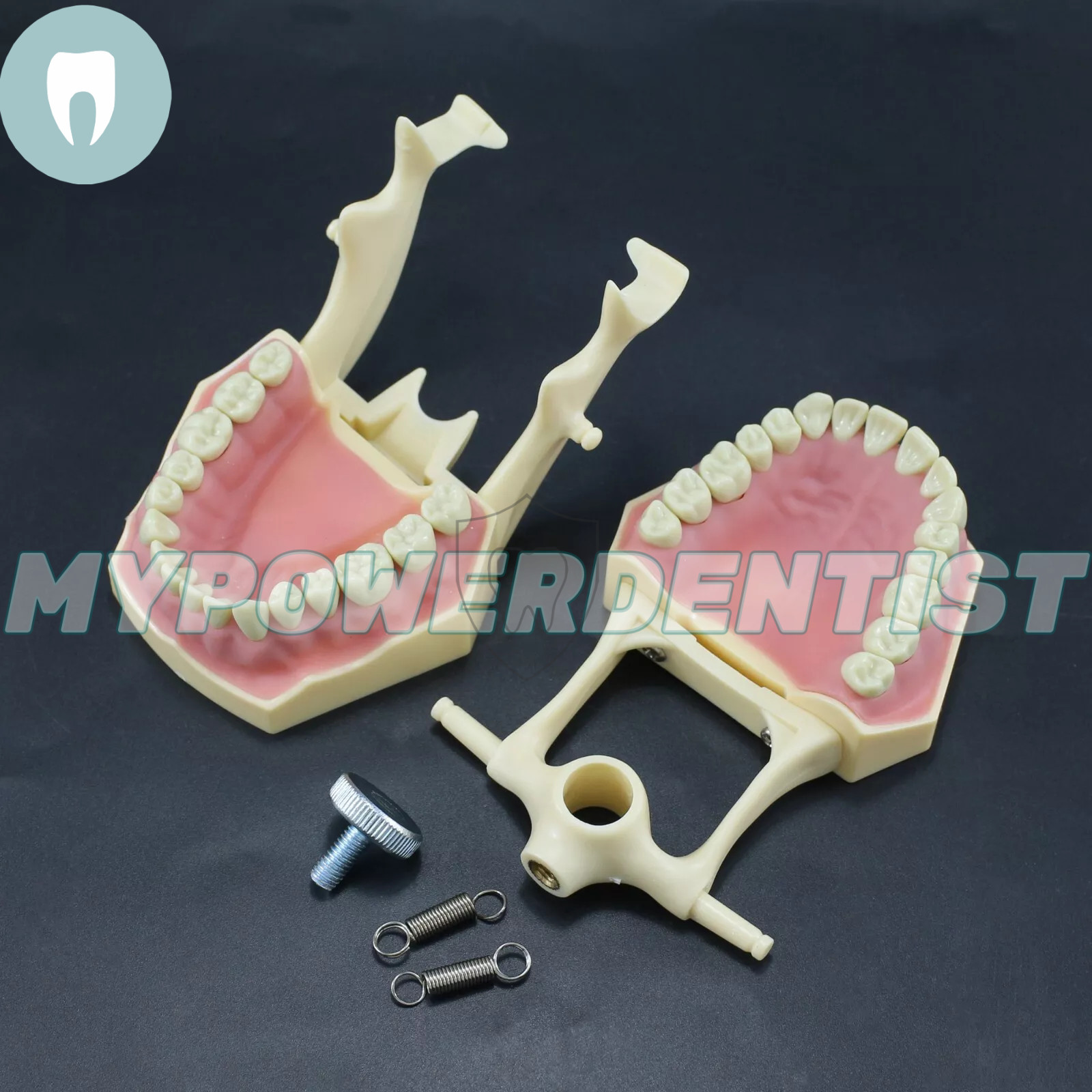 Frasaco Ag3 Type Dental Restorative Typodont Model 32Pcs Removable Teeth M8014-2