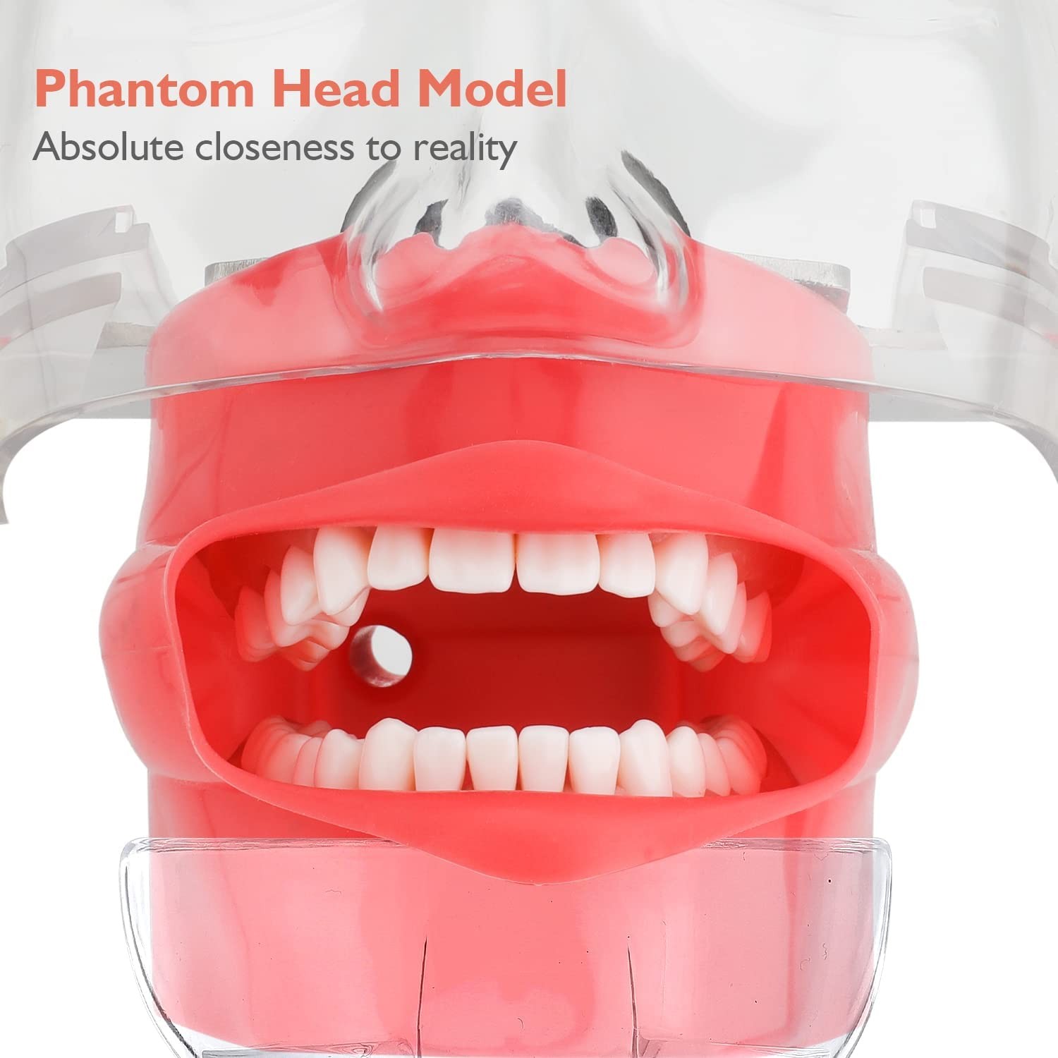 faruijie Dental Simulator Mannequin Head – Typodont Teeth Model Fixed on Desk