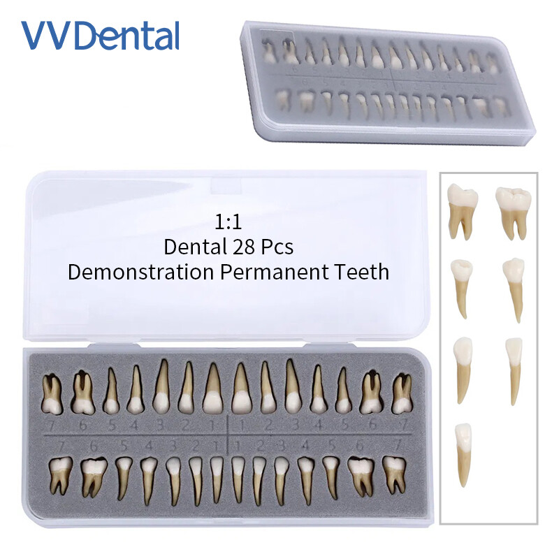 Dental Plastic Teeth Highly Reproducible Carton 1: 1 Permanent Teeth Demonstra
