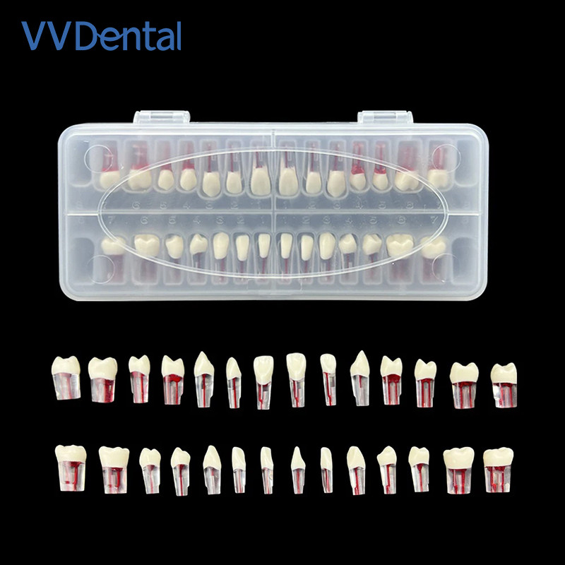 Dental Endodontic Teeth Model 28Pcs Endo RCT Practice Pulp Blocks