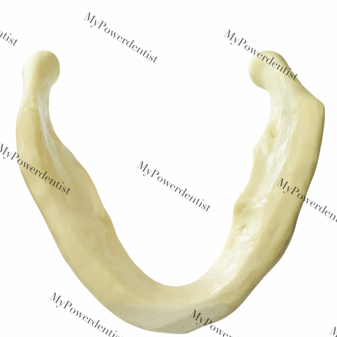 Dental Embed Mandible Jaw Model for Basic Drilling Insertion Practice M2022