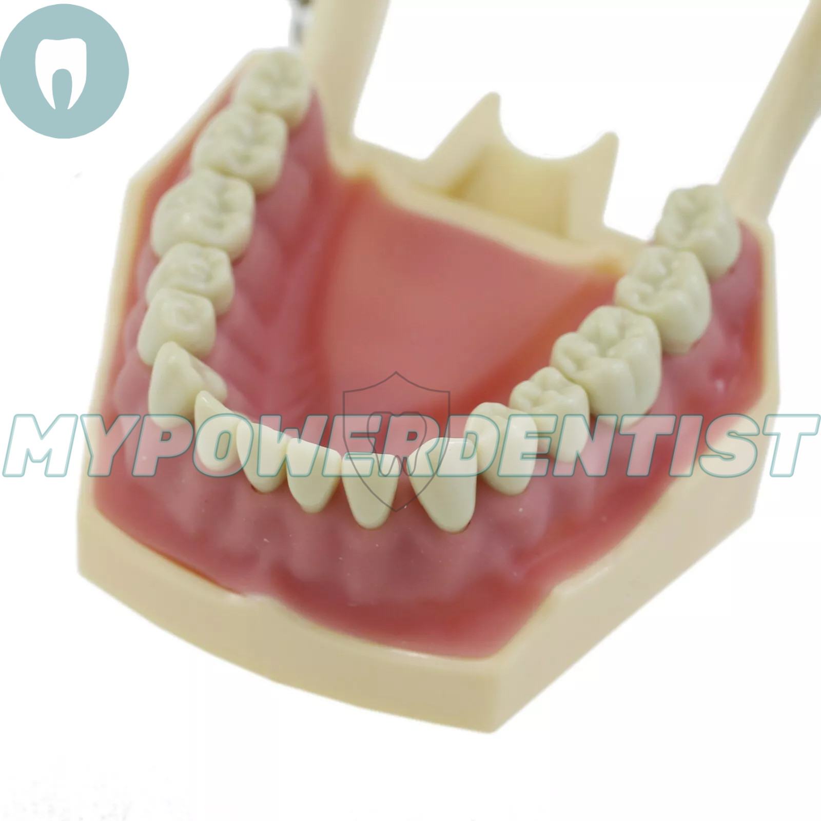 Frasaco Ag3 Type Dental Restorative Typodont Model 32Pcs Removable Teeth M8014-2
