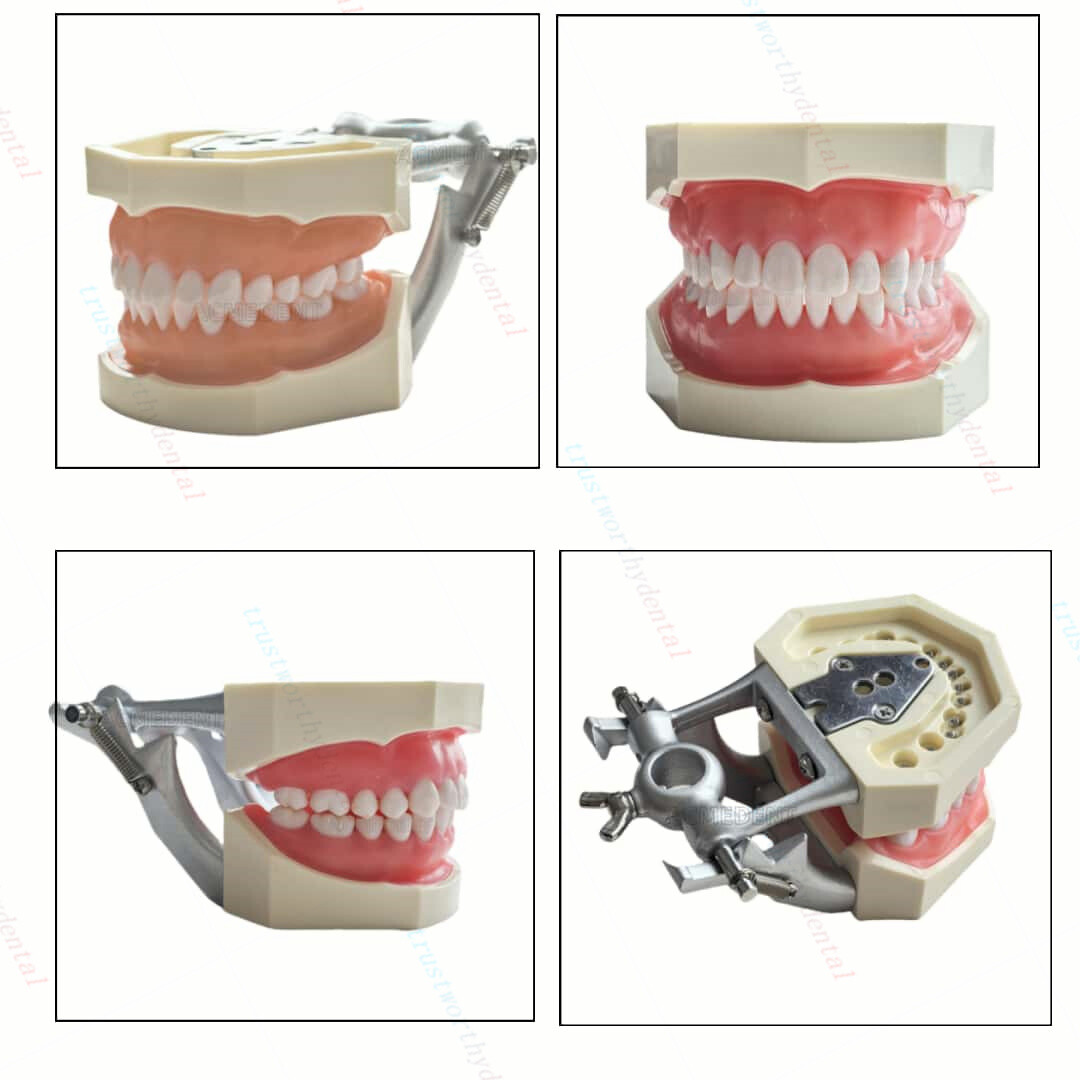 Dental Typodont Model with Removable Teeth M8011 DP 32 Demonstration Teach Study