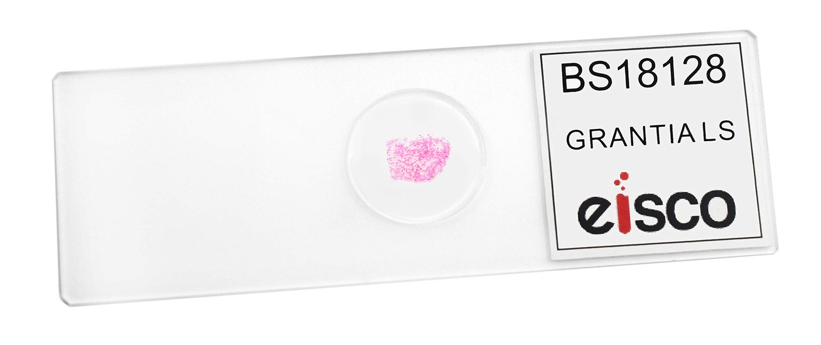 EISCO Grantia, Longitudinal Section – Prepared Microscope Slide Single