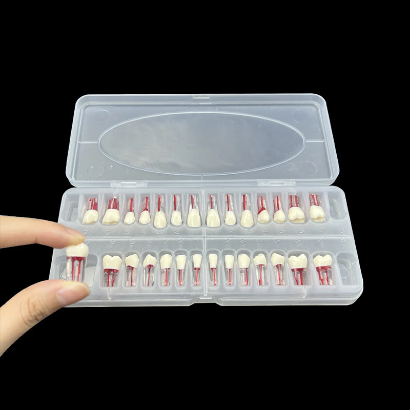 Dental Endodontic Teeth Model 28Pcs Endo RCT Practice Pulp Blocks