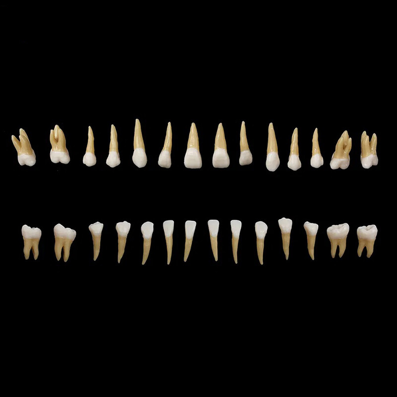 Dental Plastic Teeth Highly Reproducible Carton 1: 1 Permanent Teeth Demonstra