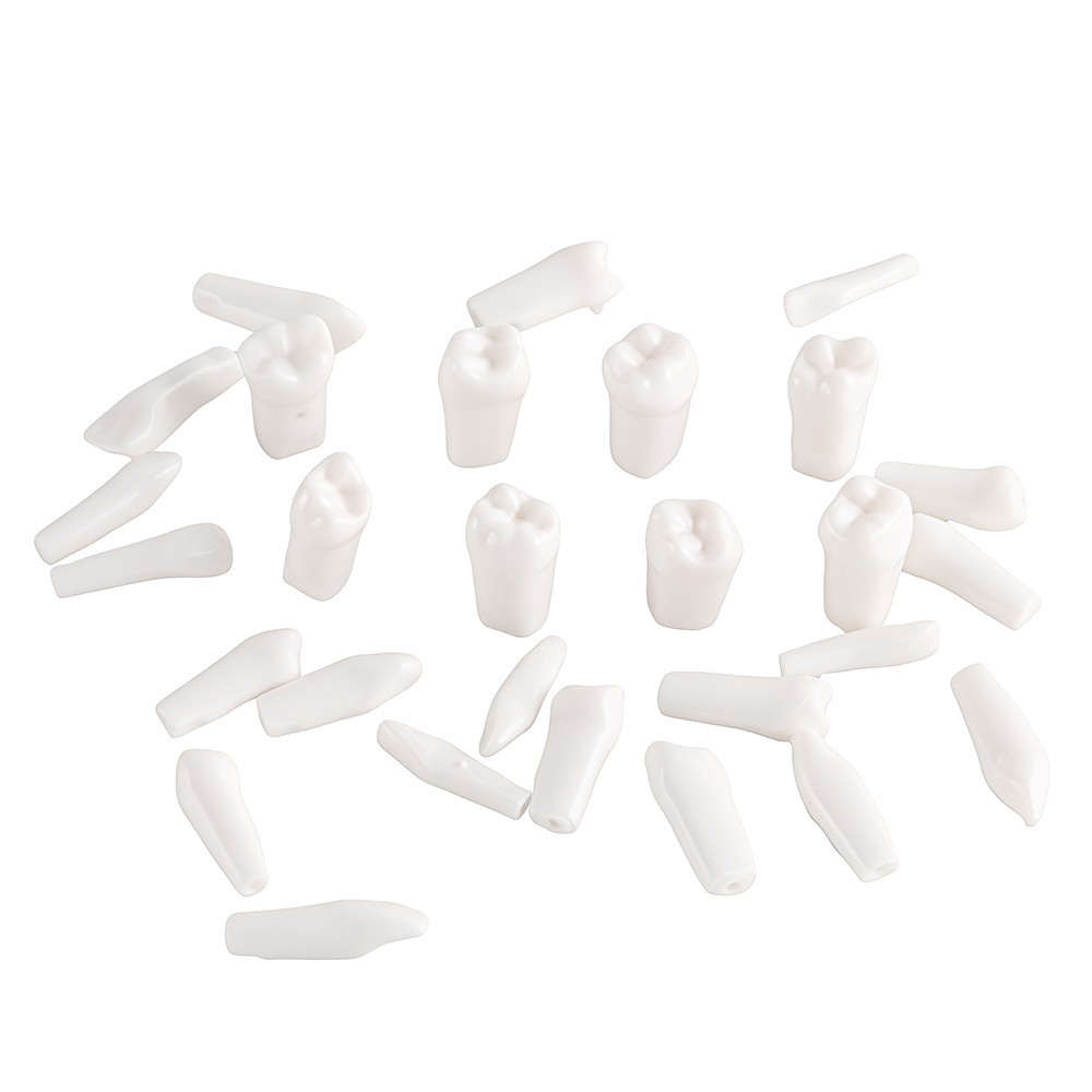 28Pcs Tooth Granule Set Dental Typodont Replacement Screw-in Teeth Model