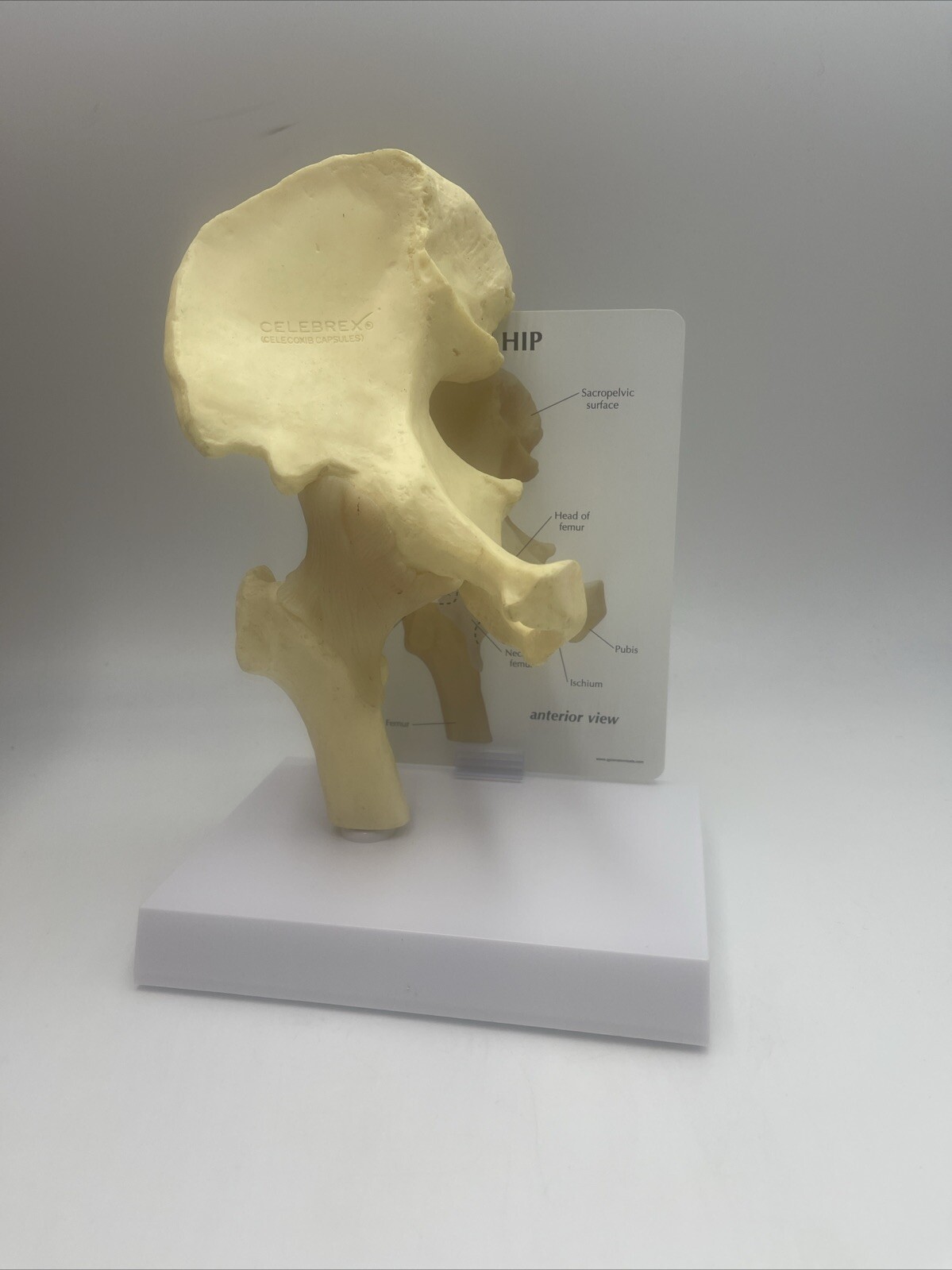GPI Flexible Hip Model – Model #1260 Anatomical Model