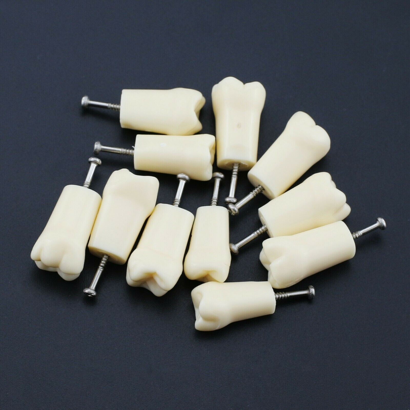 2 Set Dental Removable Screw-in Typodont Grain Teeth 28Pcs+32Pcs Tool Instrument