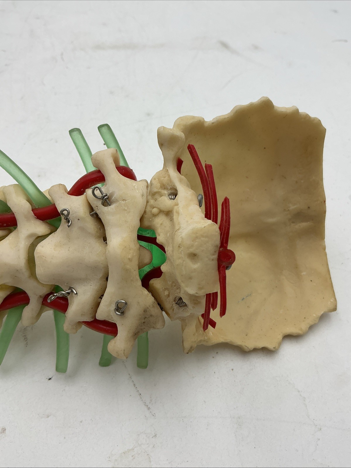 Medical Plastics Laboratory Cervical Spine with Occipital, Vertebrae Model