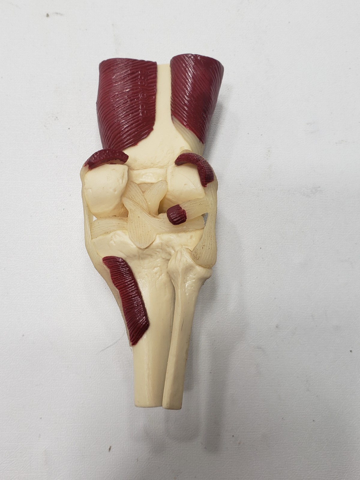 GPI Anatomical Mini Muscled Joint Set Model 1900 Hip Knee Elbow Shoulder
