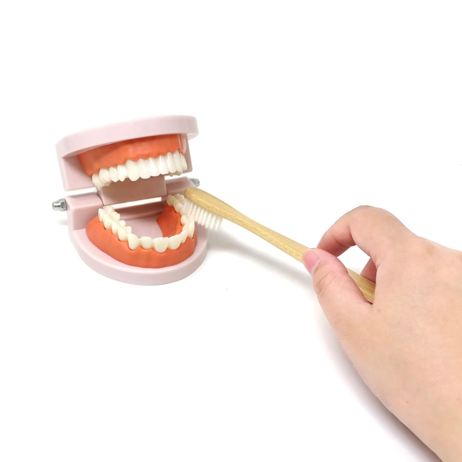 Honbay 1PCS Plastic Standard Teeth Model Adult Mouth Dental Skin Color