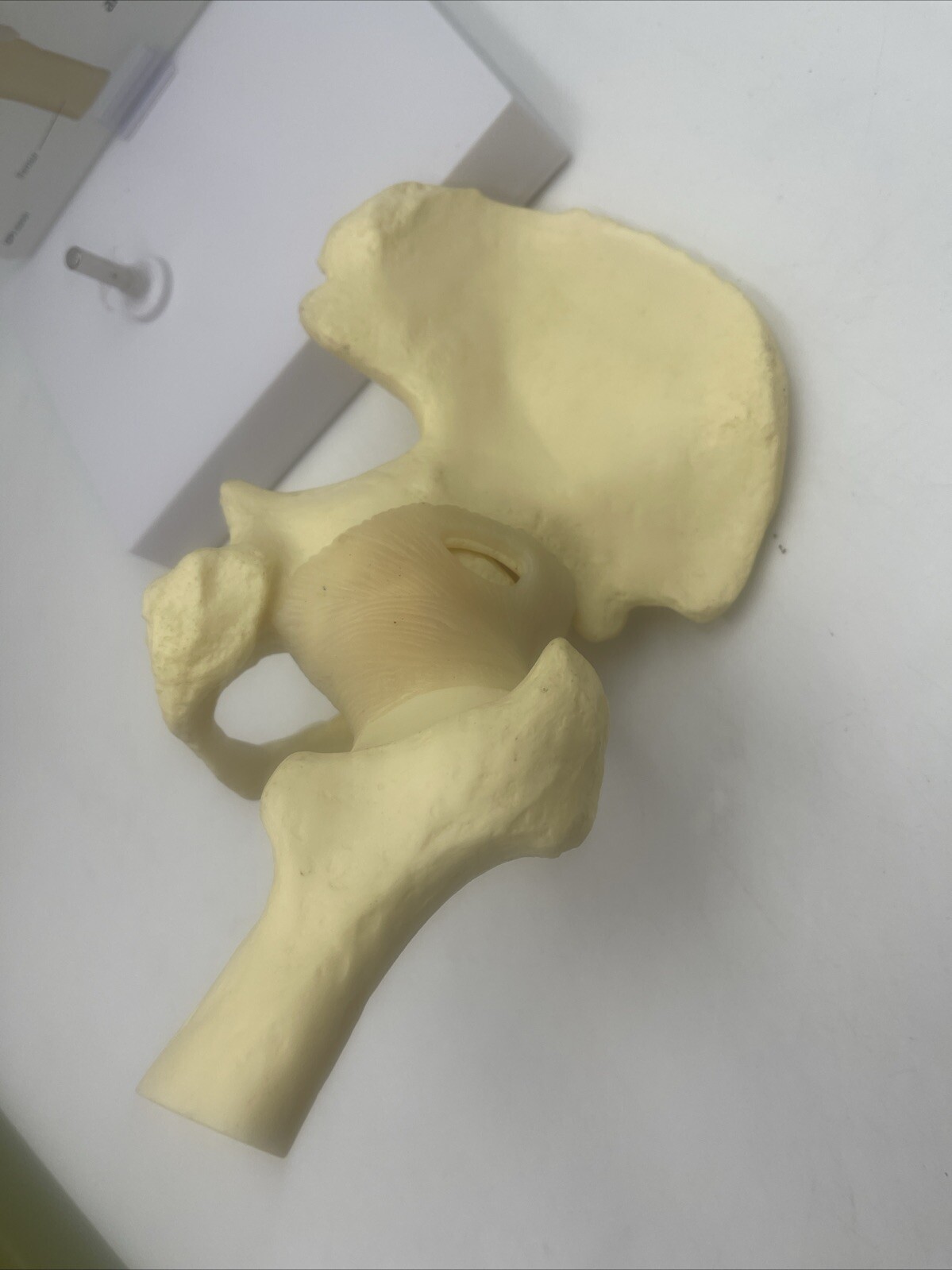 GPI Flexible Hip Model – Model #1260 Anatomical Model