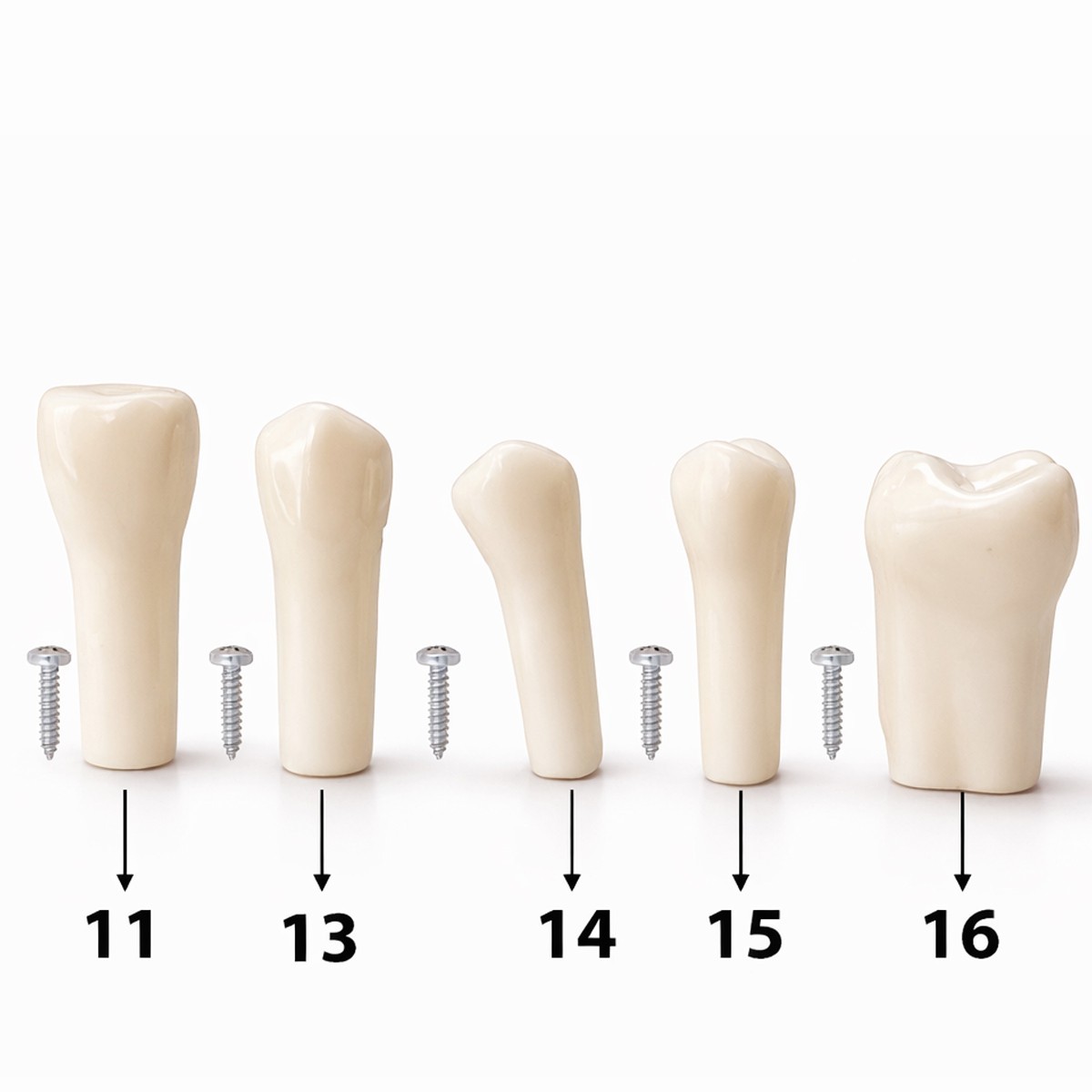 iDENTical Typodonts For Nissin Type Jaw Set TJMA09 – Individual