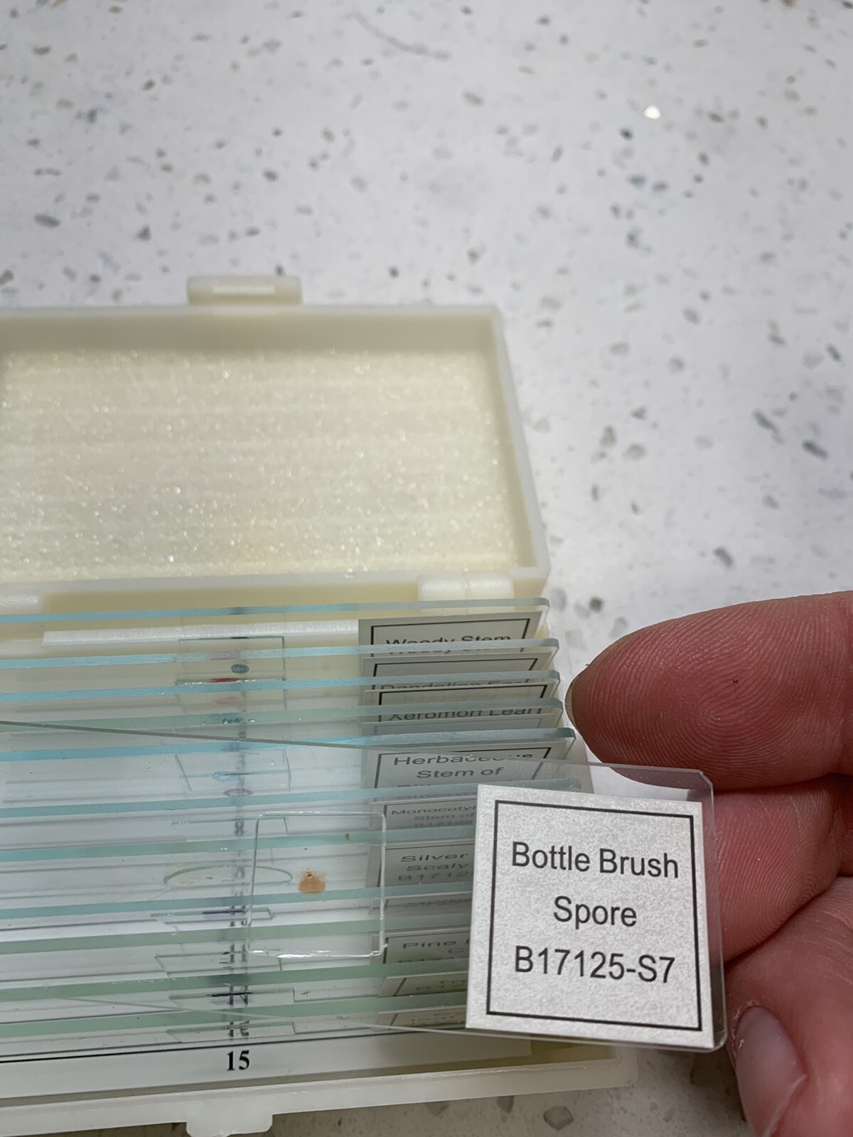 VISION SCIENTIFIC Prepared Slide Set-Plants (Pack of 12) B17125