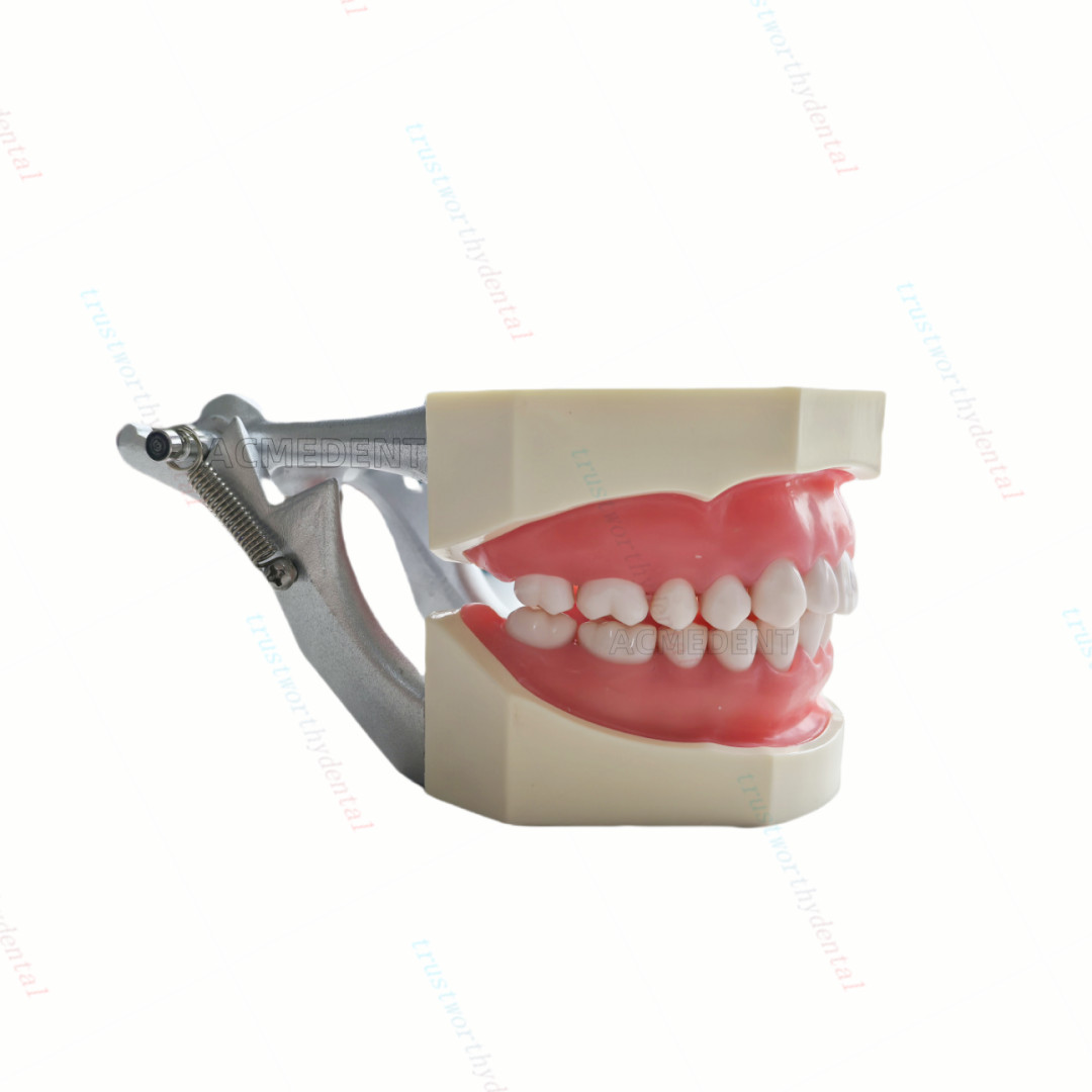 Dental Typodont Model with Removable Teeth M8011 DP 32 Demonstration Teach Study