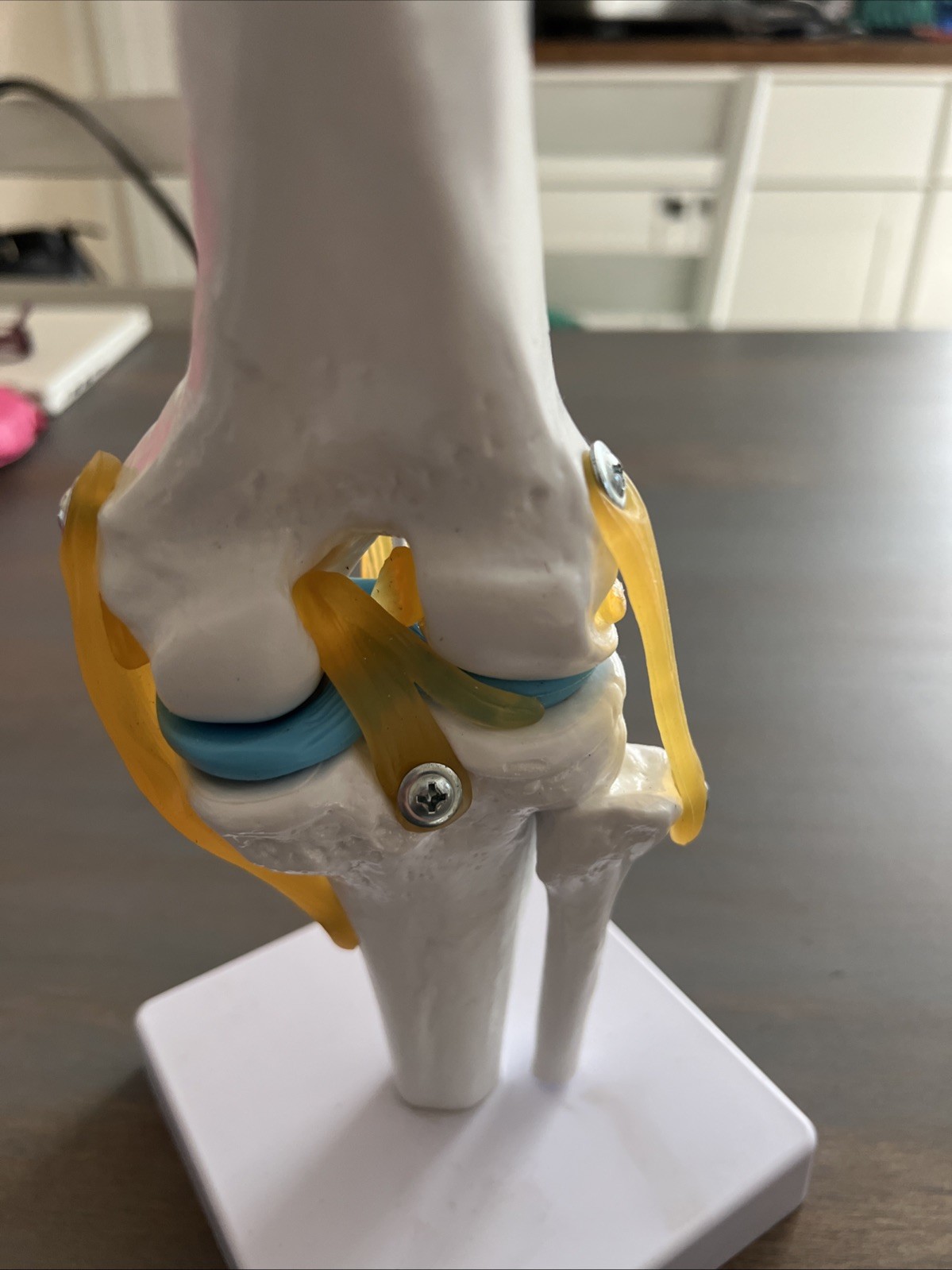 1:1 Life Size Knee Joint Anatomy Models Medical Anatomy Science Humans Skeleton