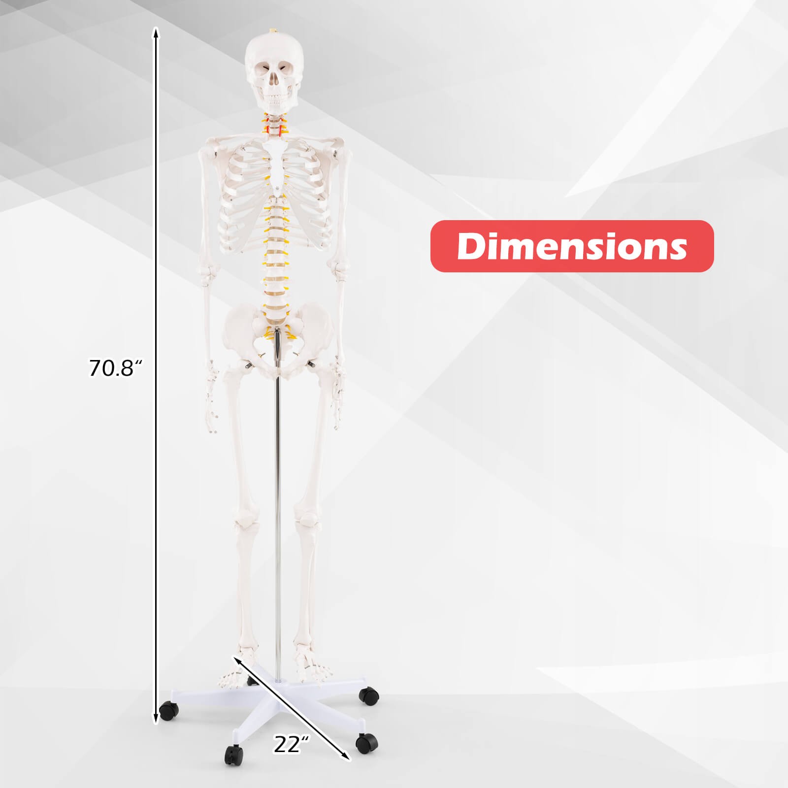 70.8″ Life-size Skeleton Model Medical School Human Anatomy W/Rolling Stand