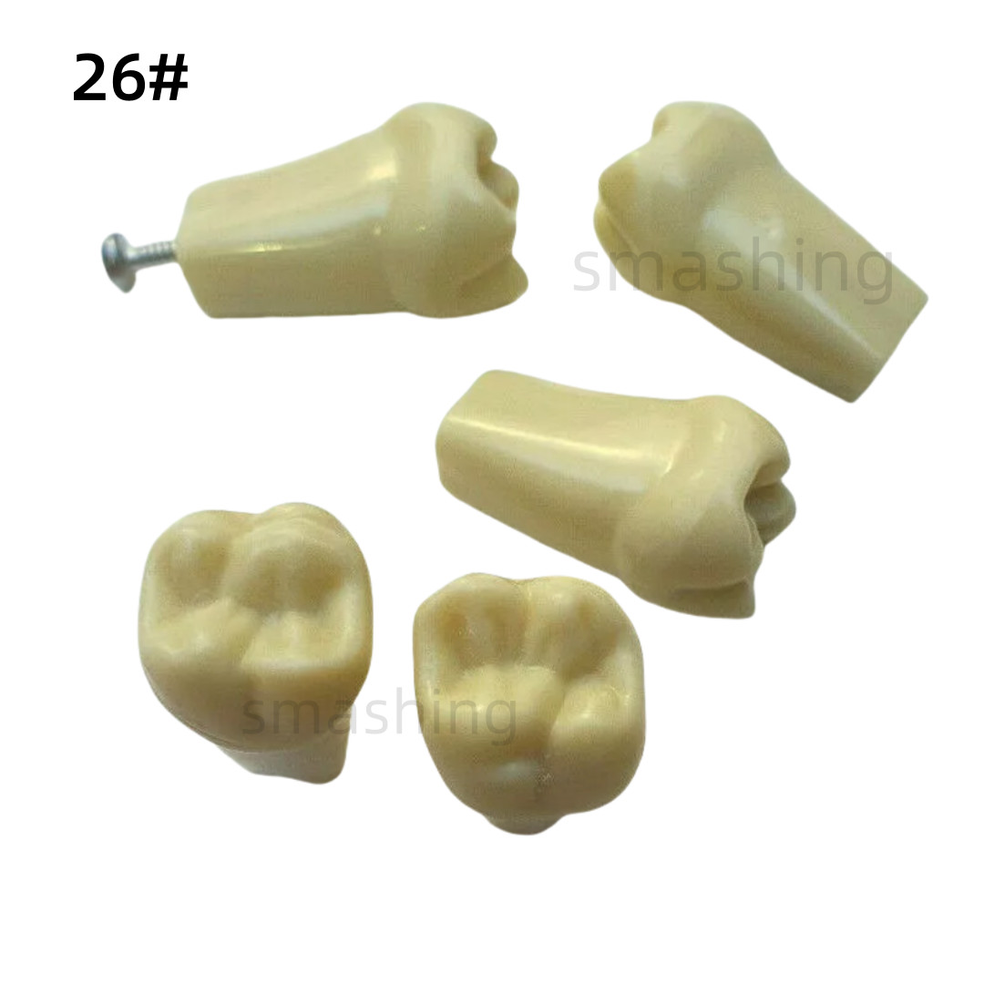 Dental Frasaco AG3 Type Model Typodont Replacement 32PC Removable Teeth AG-3