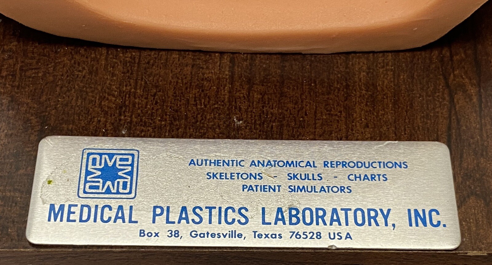 Lot of 5 Medical Plastics Laboratory Parts – Baby Soft Spot, Intestines, Kidney