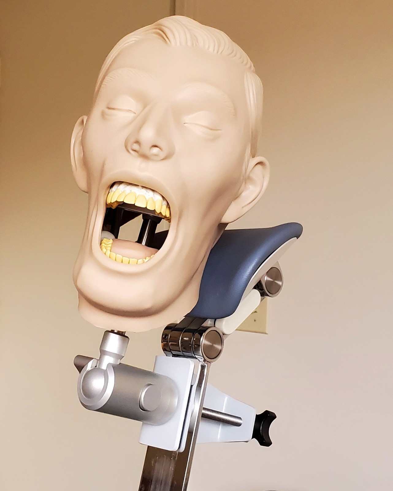 Dental Teeth X-Ray MANIKIN Practice Exam Adult Simulator Training Phantom