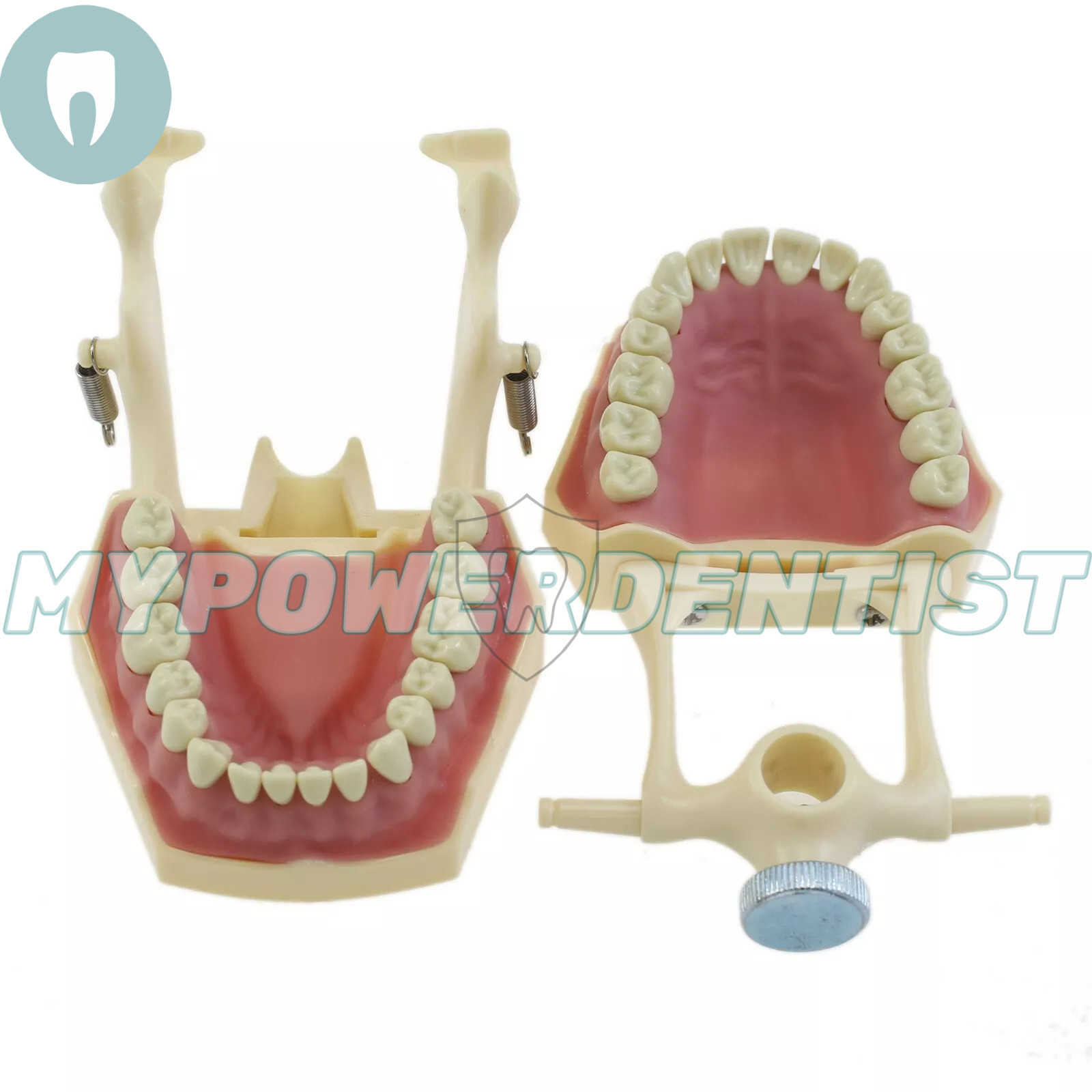 Frasaco Ag3 Type Dental Restorative Typodont Model 32Pcs Removable Teeth M8014-2