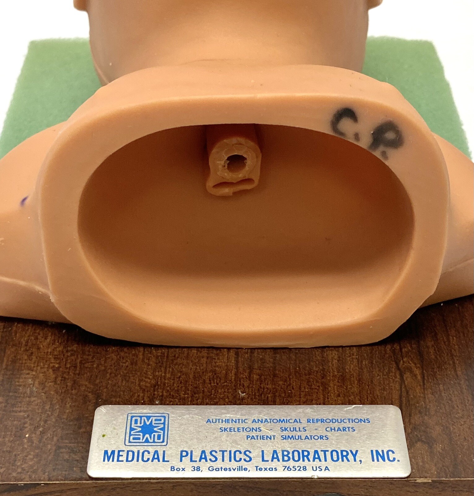 Lot of 5 Medical Plastics Laboratory Parts – Baby Soft Spot, Intestines, Kidney