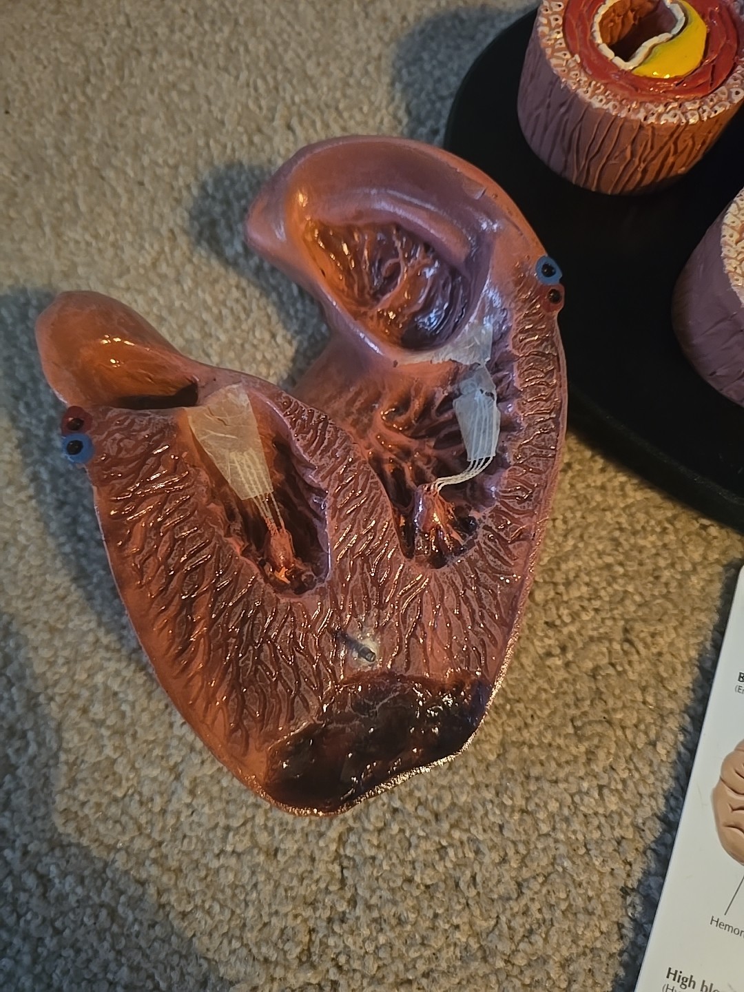GPI Anatomical Heart Model, 2 Part – GP2500 With Card And Tray