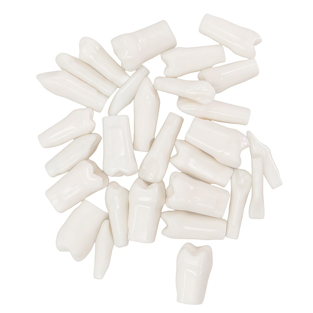 28Pcs Tooth Granule Set Dental Typodont Replacement Screw-in Teeth Model
