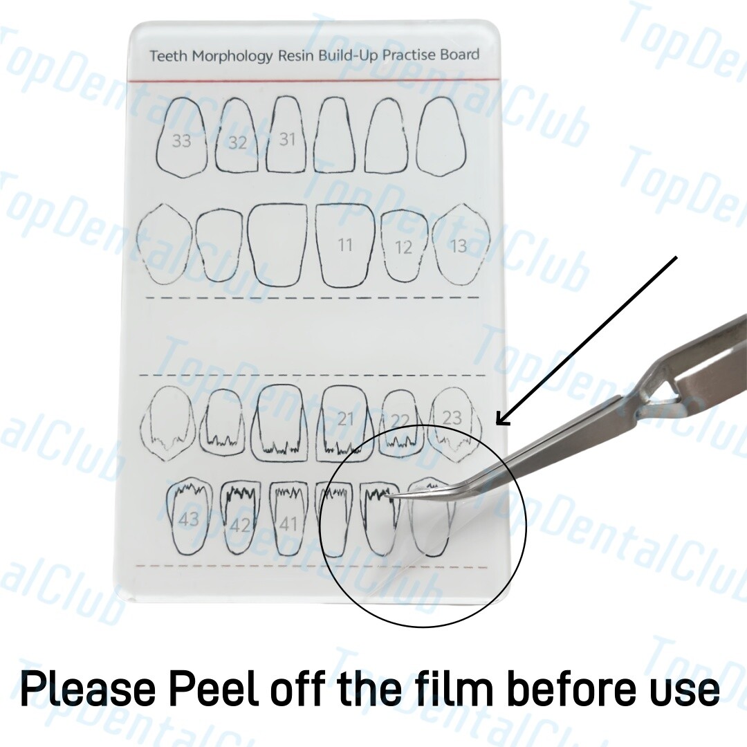 Dental Teeth Morphology Resin Build-Up Practise Board Composite Resin Filling