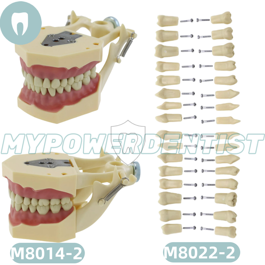 Frasaco Ag3 Type Dental Restorative Typodont Model 32Pcs Removable Teeth M8014-2