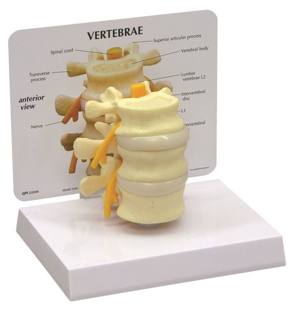 GPI 1500 Life-Size Lumbar Vertebrae with Lumbar Nerve Anatomical Model