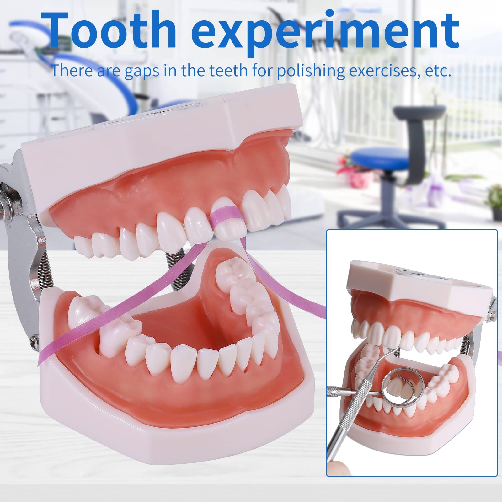 faruijie Typodont Teeth Model – Removable Tooth Teach Practice 28 teeth