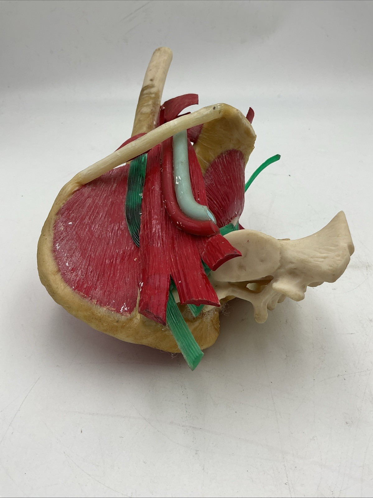 Vintage Medical Plastics Laboratory JH-2500 Deluxe Hip Anatomical Model