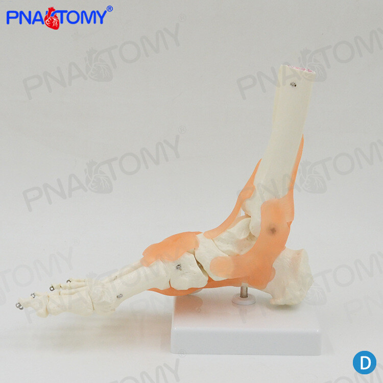 Human Foot Bone Attached Ligament Model Orthopedic Exercise System
