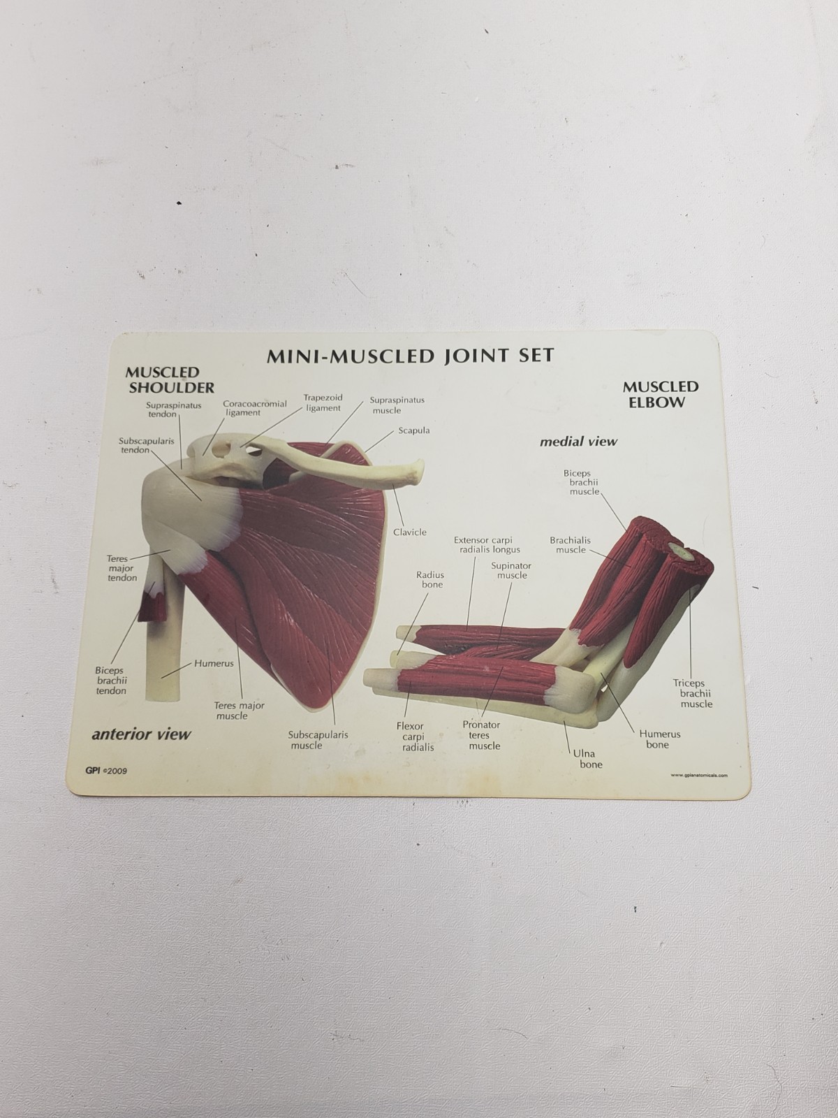 GPI Anatomical Mini Muscled Joint Set Model 1900 Hip Knee Elbow Shoulder