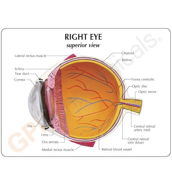 Eye Cataract Cornea Eye Set of 3 GPI Anatomy Models #4021 Make Offer! SEE VIDEO