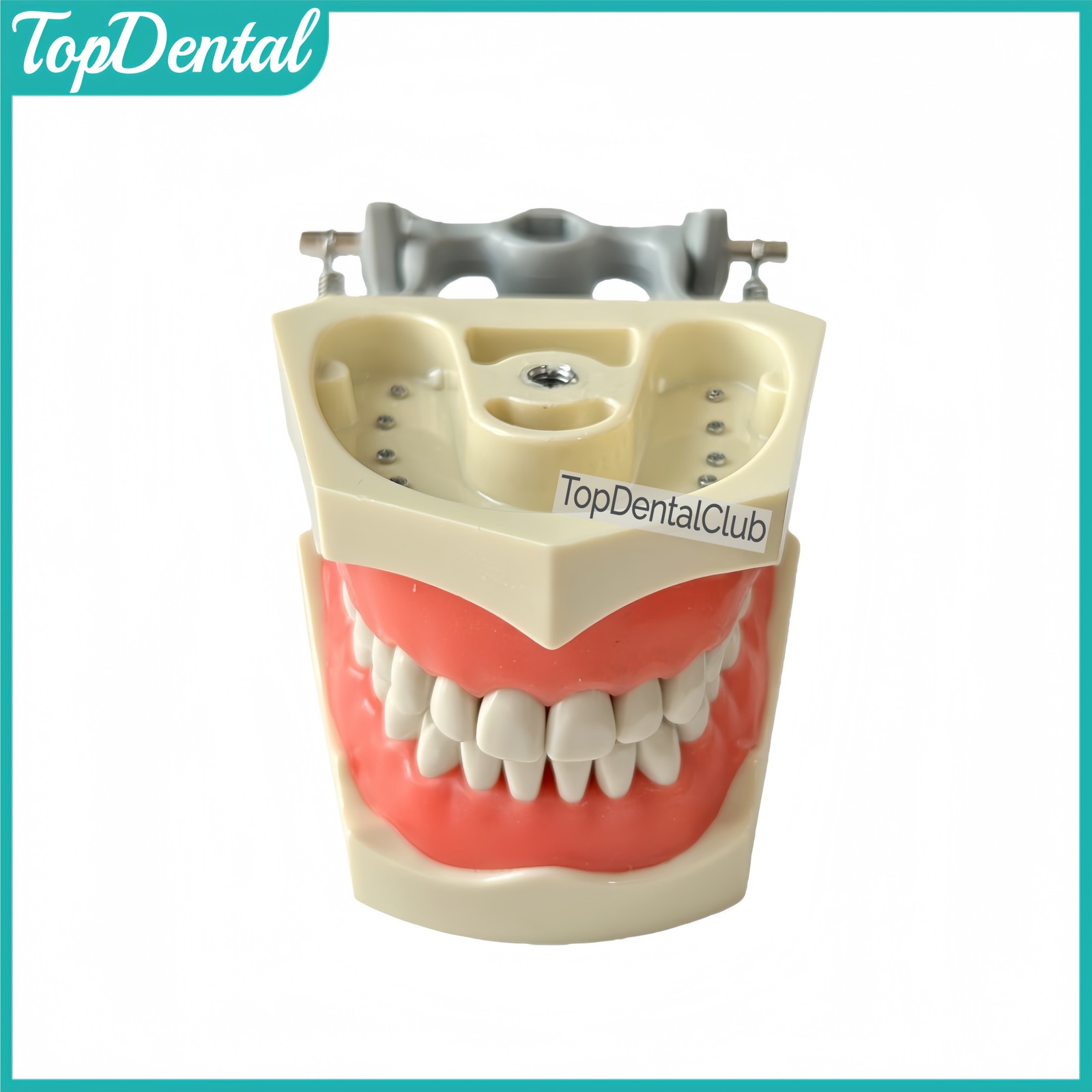 M8030 Dental 32Pcs Removable Teeth Typodont Model Gingiva Fits ADC Columbia 860