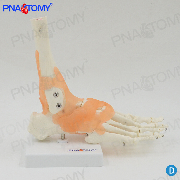 Human Foot Bone Attached Ligament Model Orthopedic Exercise System