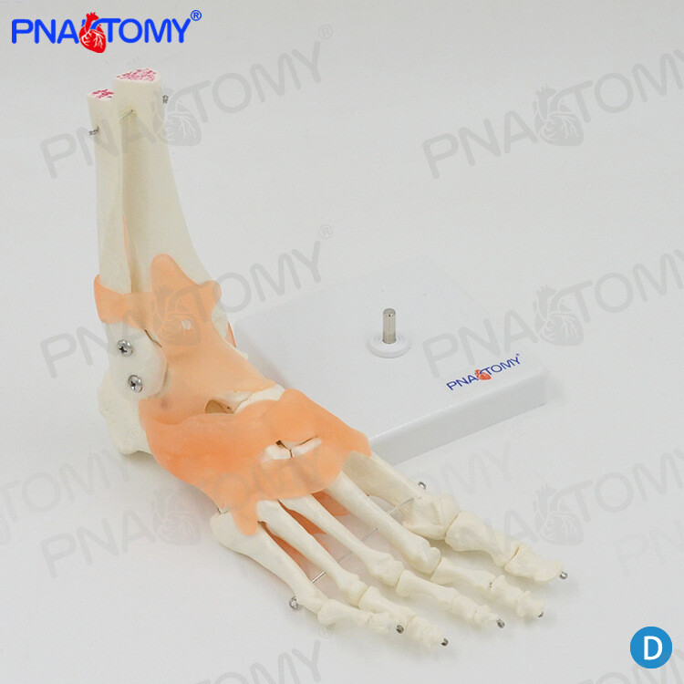 Human Foot Bone Attached Ligament Model Orthopedic Exercise System