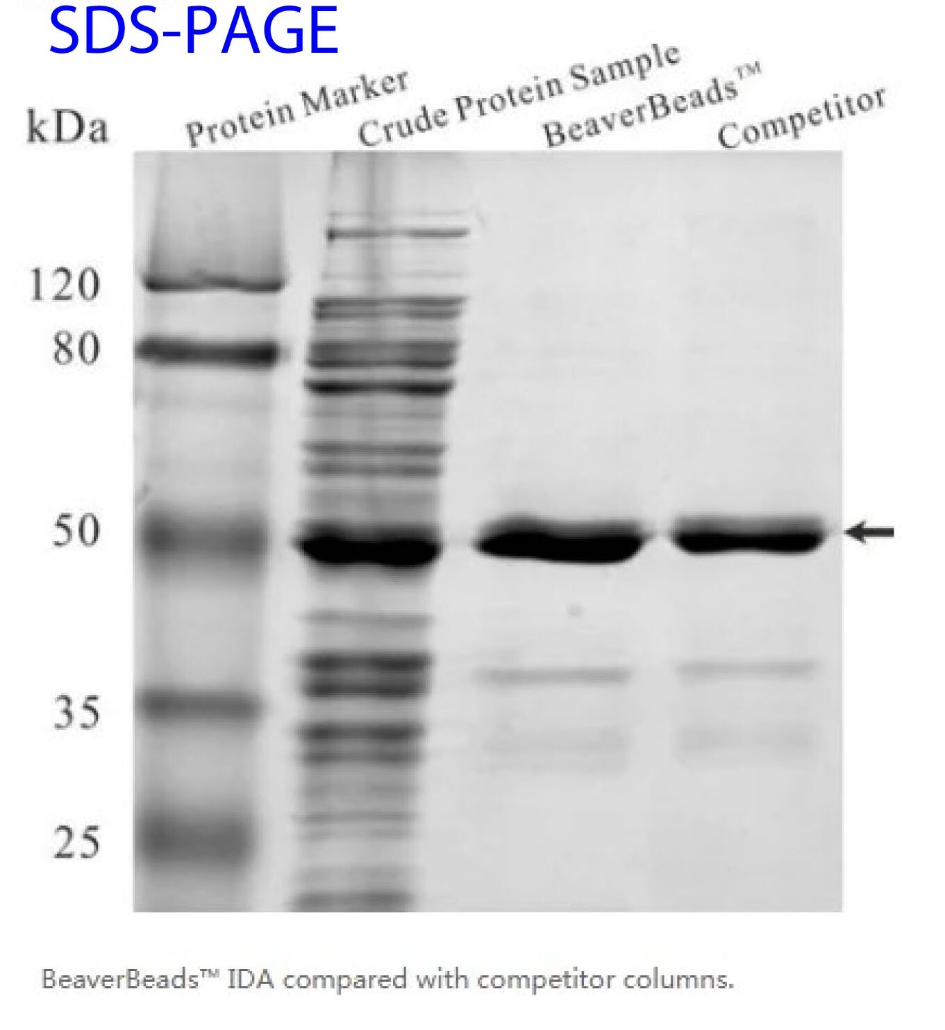 BeaverBeads® Magnetic His-tagged Protein Purification (NTA) Beads