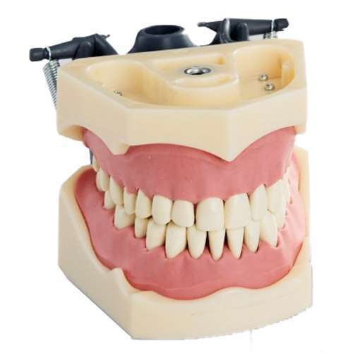 RMH3 Dental Jaw Study Model (32) – Columbia Compatible