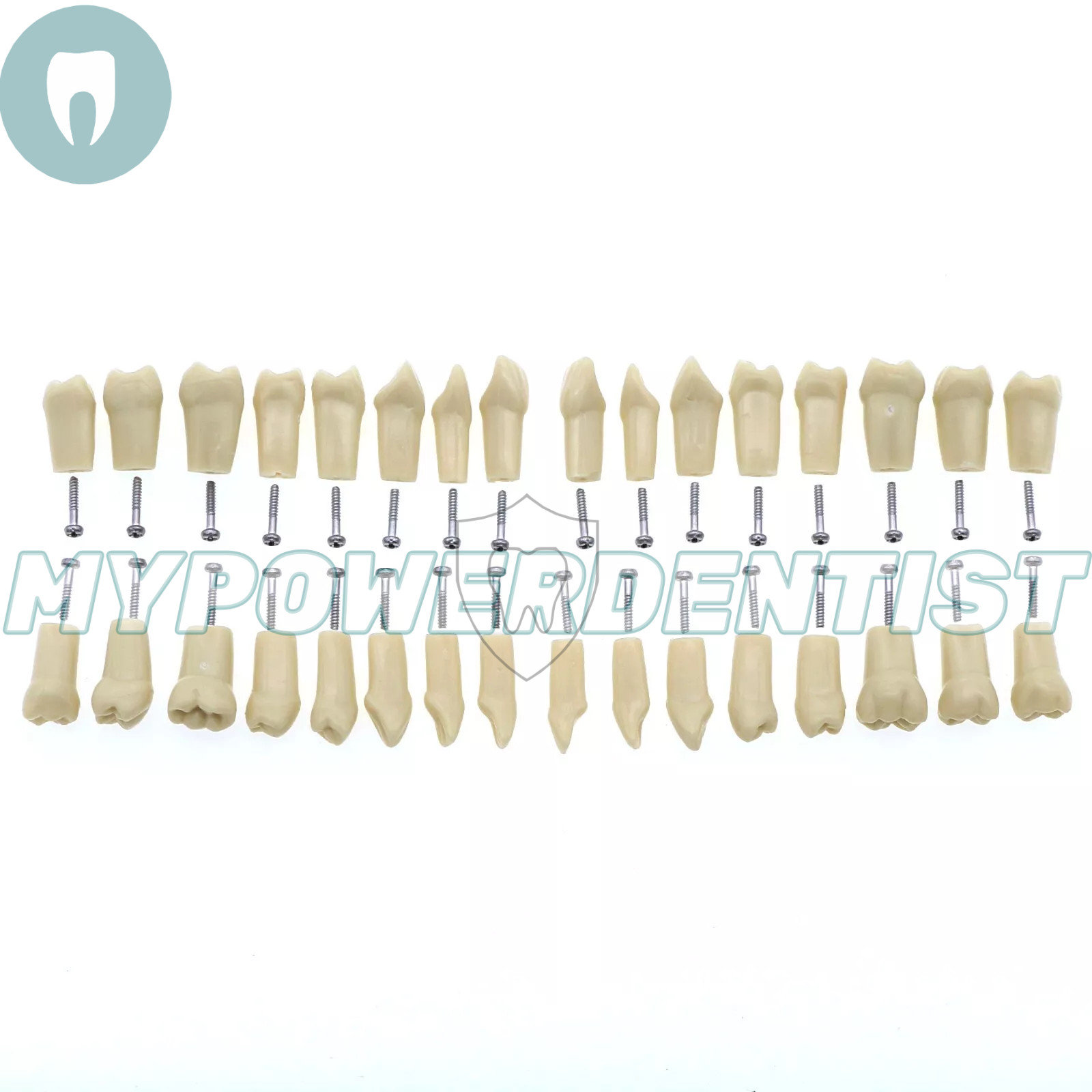 Frasaco Ag3 Type Dental Restorative Typodont Model 32Pcs Removable Teeth M8014-2
