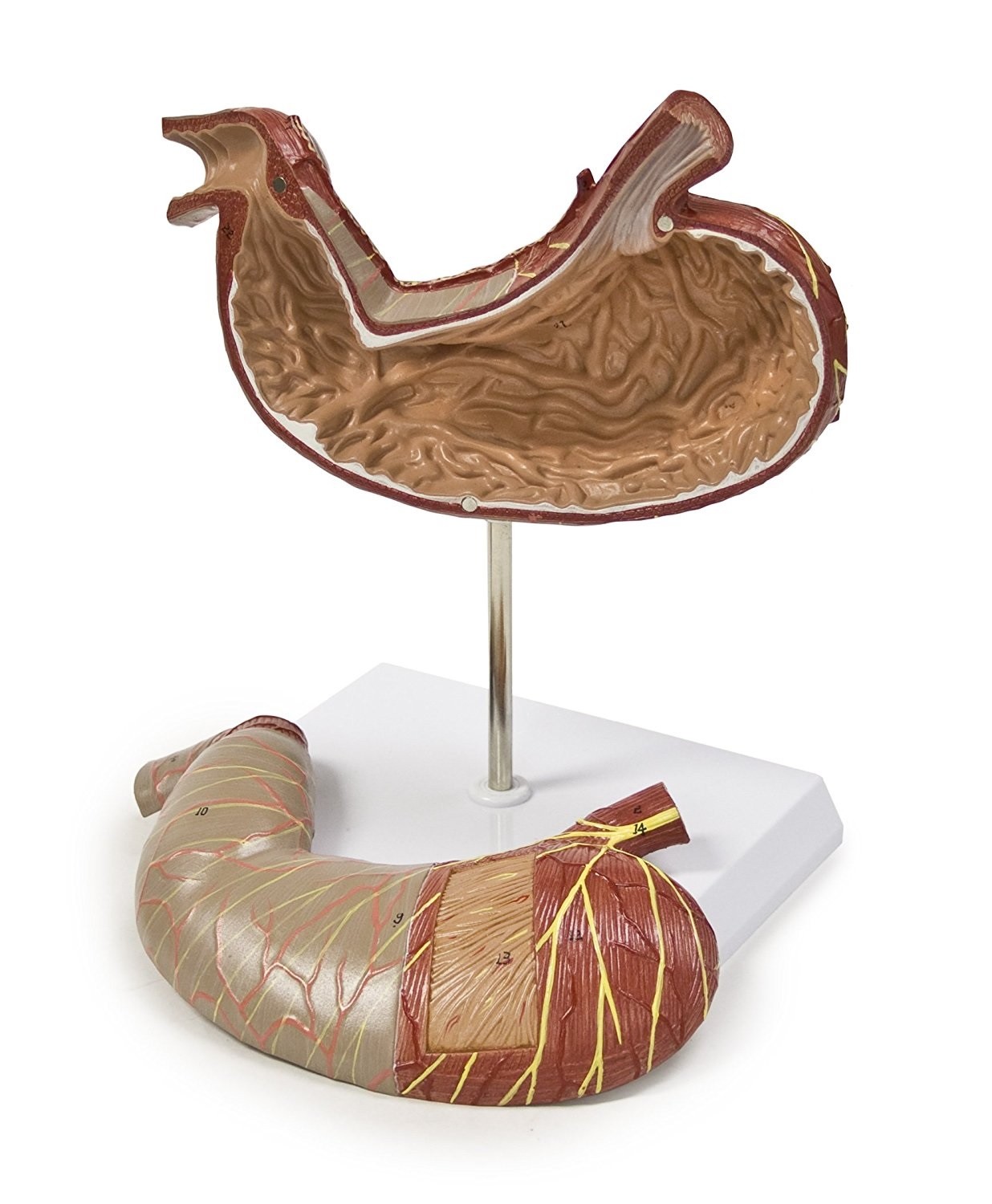 Walter Products B10440 Stomach Model, 1.5X Life Size, 2-Parts