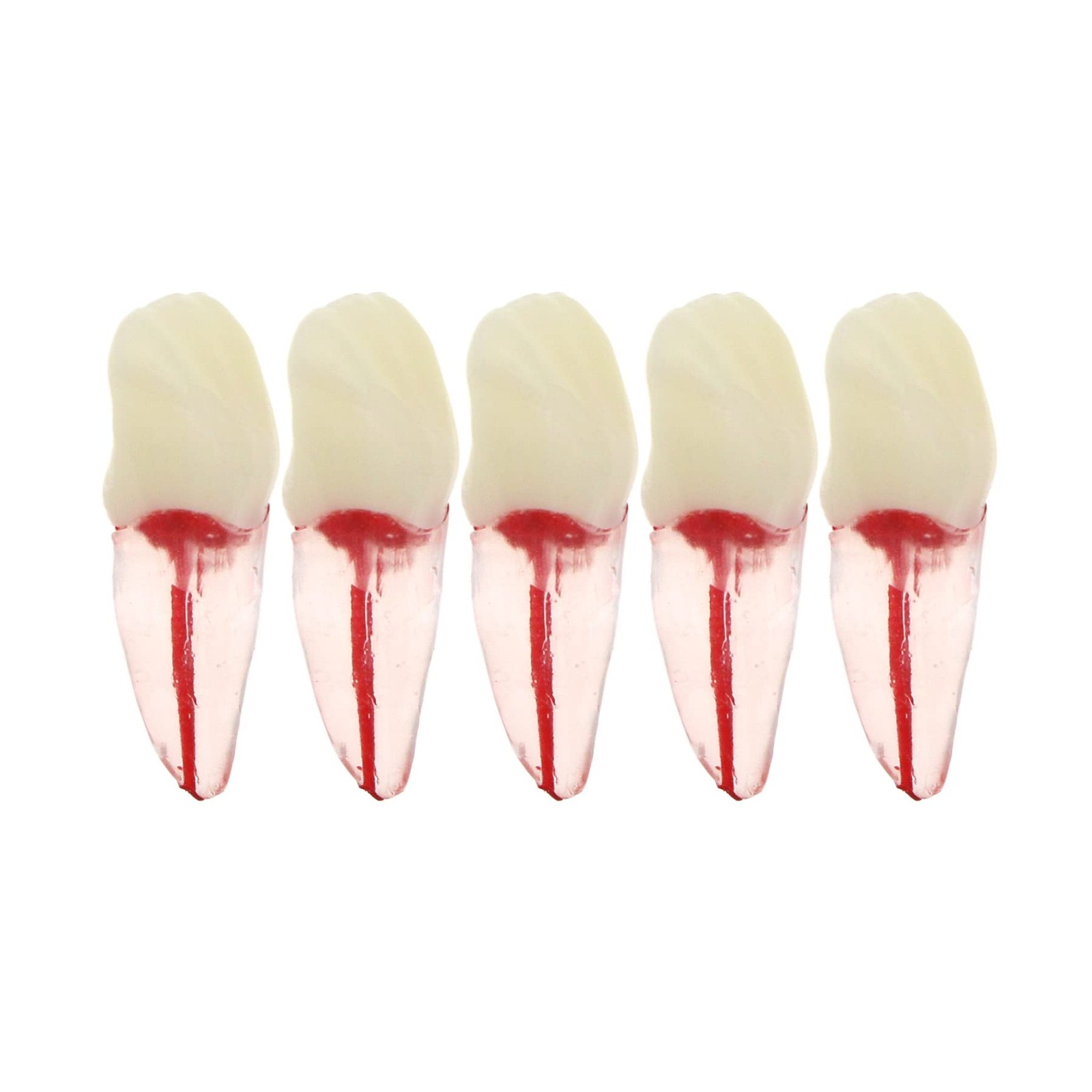 5Pcs Dental Root Canal Pulp Cavity Teeth Model Endodontic Practice RCT…
