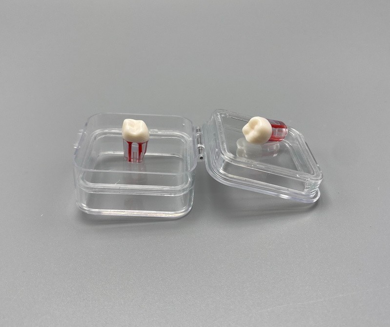 Denture Storage Box Plastic denture Tooth Boxes Membrane Tooth Clear Display