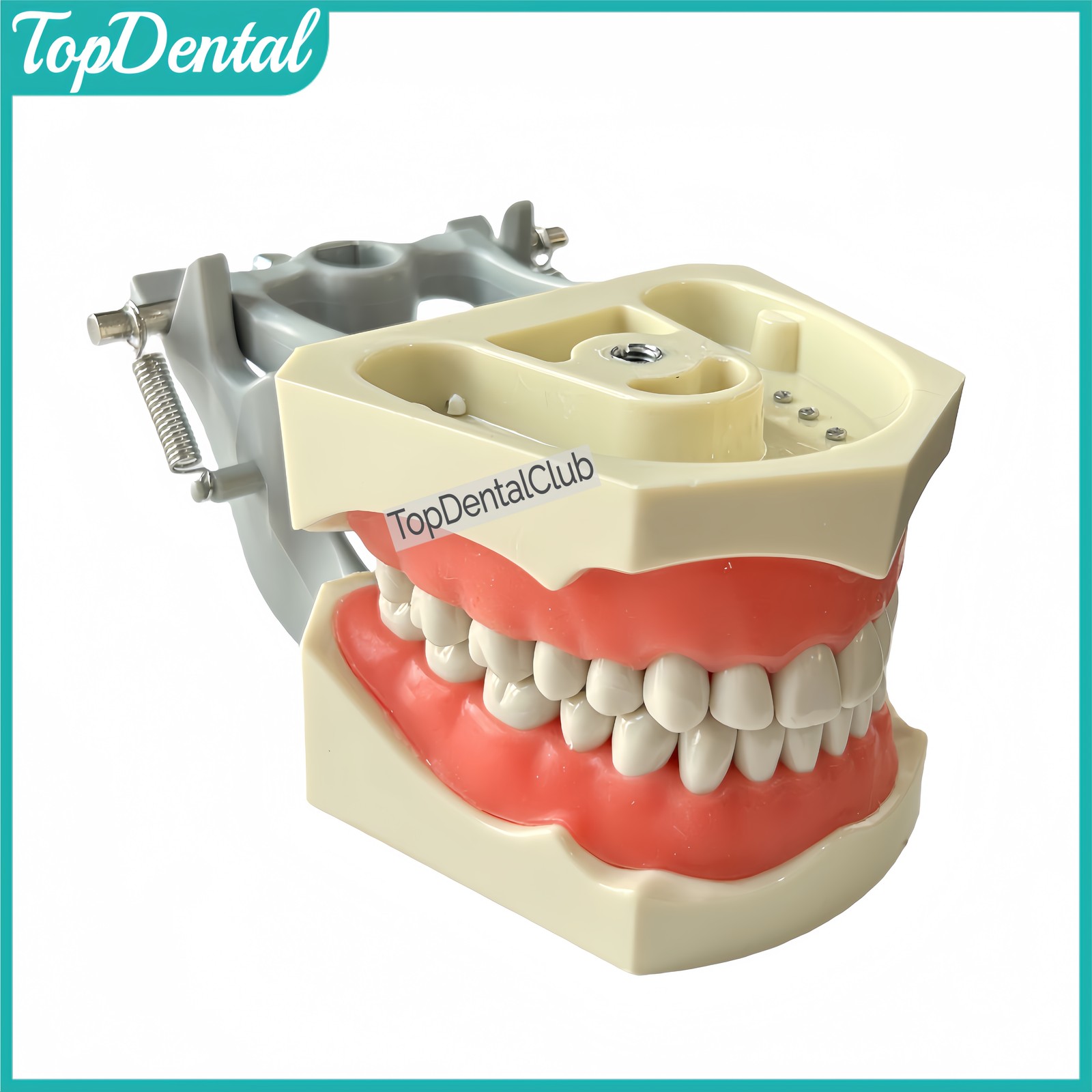 M8030 Dental 32Pcs Removable Teeth Typodont Model Gingiva Fits ADC Columbia 860